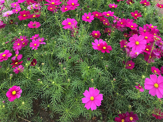 永州塑料花/鲜花,家庭盆栽/鲜花,绿植花卉加盟
